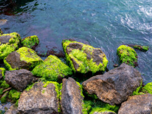 mossy rocks by the sea